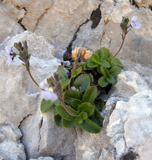 Veronica aphylla / Veronica minore